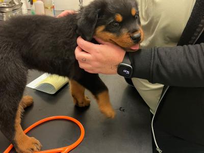 IKC (pending) male Rottweiler puppy in Cork