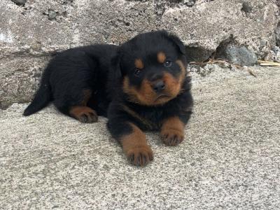 IKC (pending) male Rottweiler puppy in Cork