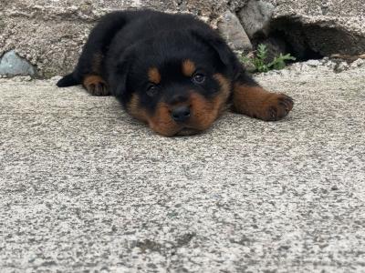 IKC (pending) male Rottweiler puppy in Cork