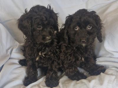 Gorgeous Cavapoo puppies in Kilkenny