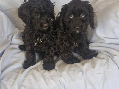 Gorgeous Cavapoo puppies in Kilkenny