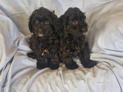 Gorgeous Cavapoo puppies in Kilkenny