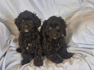 Gorgeous Cavapoo puppies in Kilkenny