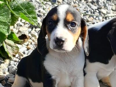 Beagle puppies in Wexford