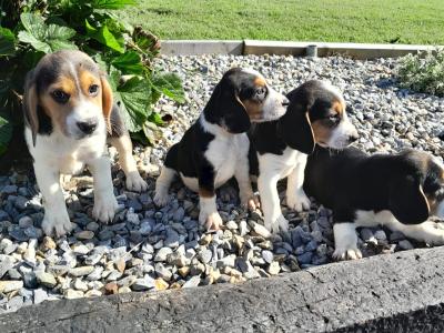 Beagle puppies in Wexford