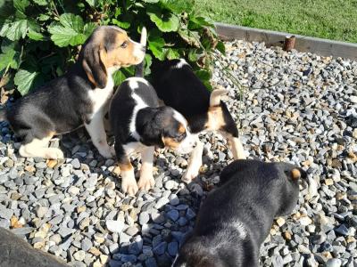 Beagle puppies in Wexford