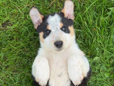 Purebred Border Collie puppies in Wicklow