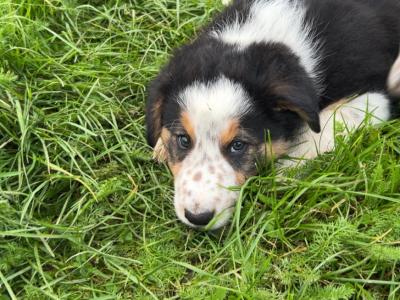 Purebred Border Collie puppies in Wicklow