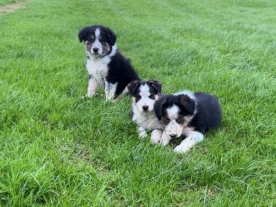 Purebred Border Collie puppies in Wicklow
