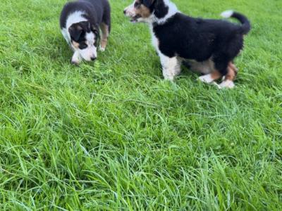 Purebred Border Collie puppies in Wicklow