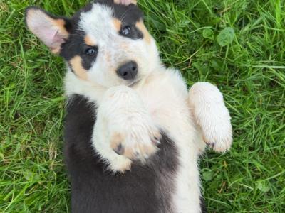 Purebred Border Collie puppies in Wicklow