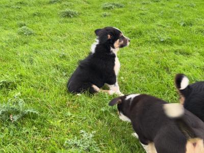 Purebred Border Collie puppies in Wicklow