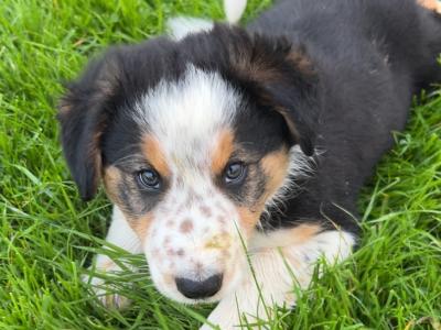 Purebred Border Collie puppies in Wicklow