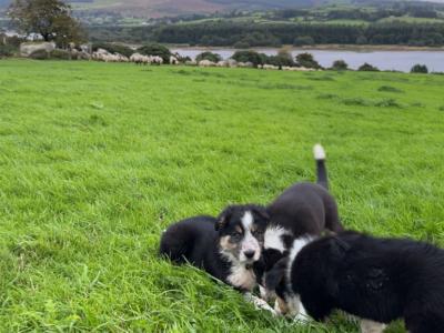 Purebred Border Collie puppies in Wicklow