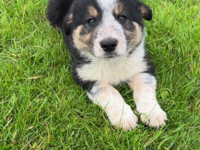 Purebred Border Collie puppies in Wicklow
