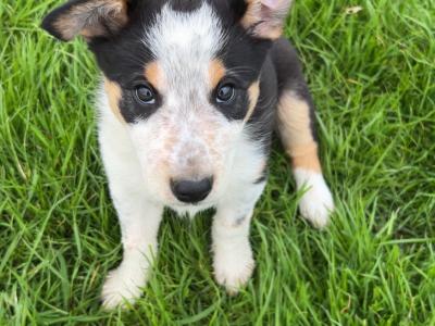 Purebred Border Collie puppies in Wicklow