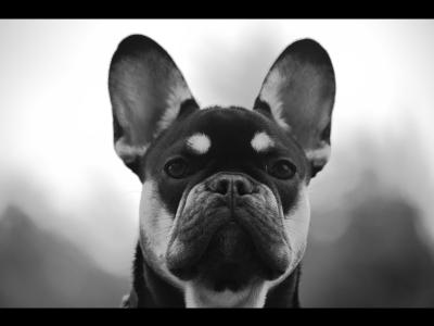 KC Registered female French Bulldog puppy 3 months old in Donegal