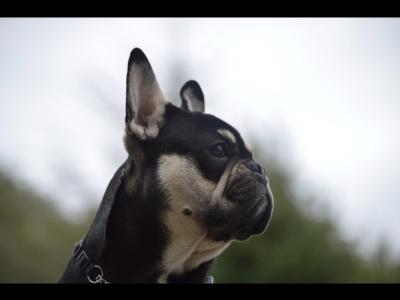 KC Registered female French Bulldog puppy 3 months old in Donegal