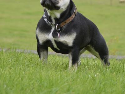 KC Registered female French Bulldog puppy 3 months old in Donegal