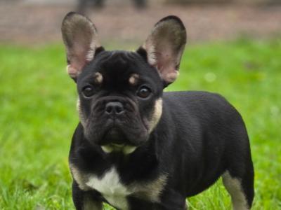 KC Registered female French Bulldog puppy 3 months old in Donegal