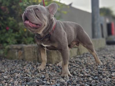 KC Registered female French Bulldog puppy 3 months old in Donegal