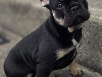 KC Registered female French Bulldog puppy 3 months old in Donegal