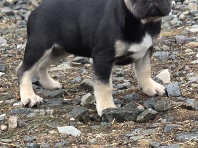 KC Registered female French Bulldog puppy 3 months old in Donegal