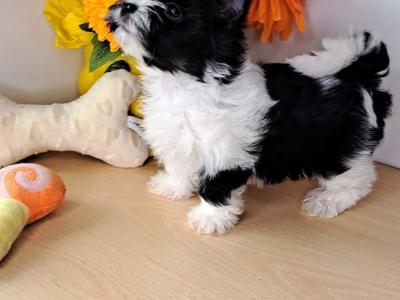 Miniature Yorkshire Terrier puppies in Longford