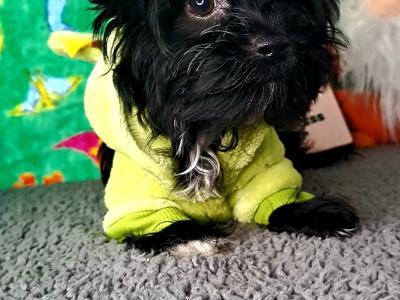 Miniature Yorkshire Terrier puppies in Longford. 1.8-2kgs expected adult weight