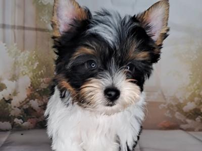 Miniature Yorkshire Terrier puppies in Longford