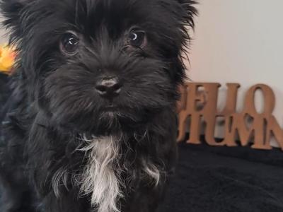 Miniature Yorkshire Terrier puppies in Longford. 1.8-2kgs expected adult weight