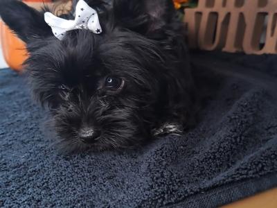Miniature Yorkshire Terrier puppies in Longford
