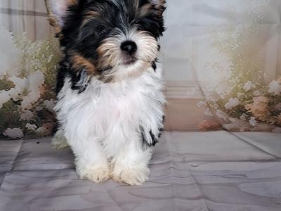 Miniature Yorkshire Terrier puppies in Longford