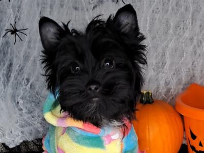 Miniature Yorkshire Terrier puppies in Longford. 1.8-2kgs expected adult weight