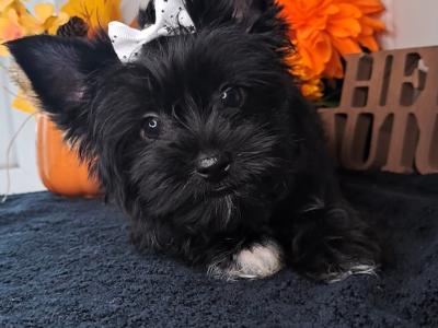 Miniature Yorkshire Terrier puppies in Longford