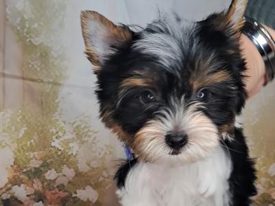 Miniature Yorkshire Terrier puppies in Longford
