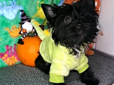 Miniature Yorkshire Terrier puppies in Longford. 1.8-2kgs expected adult weight