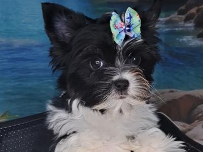 Miniature Yorkshire Terrier puppies in Longford