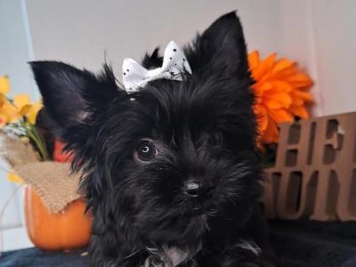 Miniature Yorkshire Terrier puppies in Longford. 1.8-2kgs expected adult weight