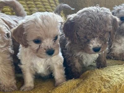 Apologies all pups are now taken.