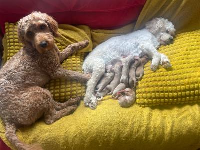 Apologies all pups are now taken.