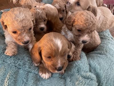 Apologies all pups are now taken.