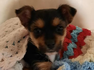 Tiffany is an Adorable, Energetic, Fun Loving female Yorkshire Terrier 9 months old in Mayo