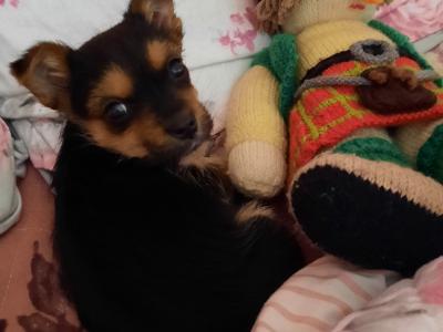 Tiffany is an Adorable, Energetic, Fun Loving female Yorkshire Terrier 9 months old in Mayo