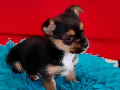 Tiffany is an Adorable, Energetic, Fun Loving female Yorkshire Terrier 9 months old in Mayo