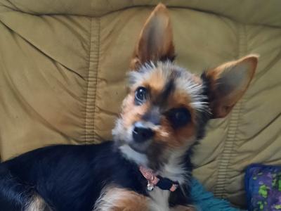 Tiffany is an Adorable, Energetic, Fun Loving female Yorkshire Terrier 9 months old in Mayo