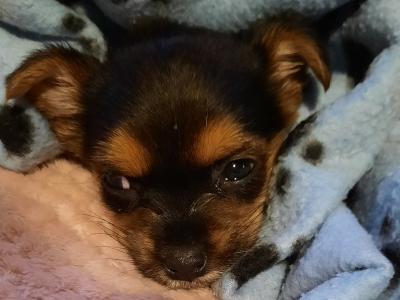 Tiffany is an Adorable, Energetic, Fun Loving female Yorkshire Terrier 9 months old in Mayo