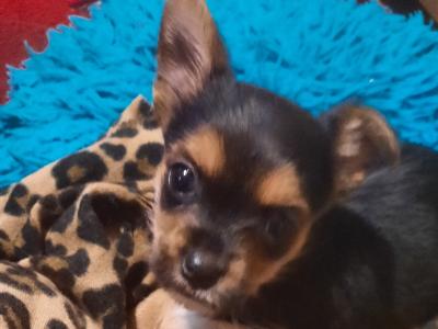 Tiffany is an Adorable, Energetic, Fun Loving female Yorkshire Terrier 9 months old in Mayo