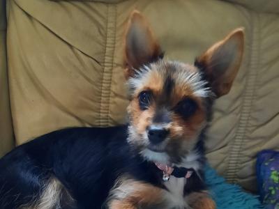 Tiffany is an Adorable, Energetic, Fun Loving female Yorkshire Terrier 9 months old in Mayo