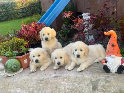 Golden Retriever puppies in Cork